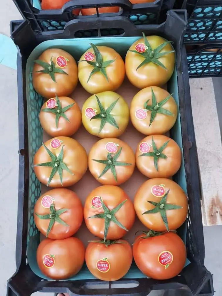 Tomaten