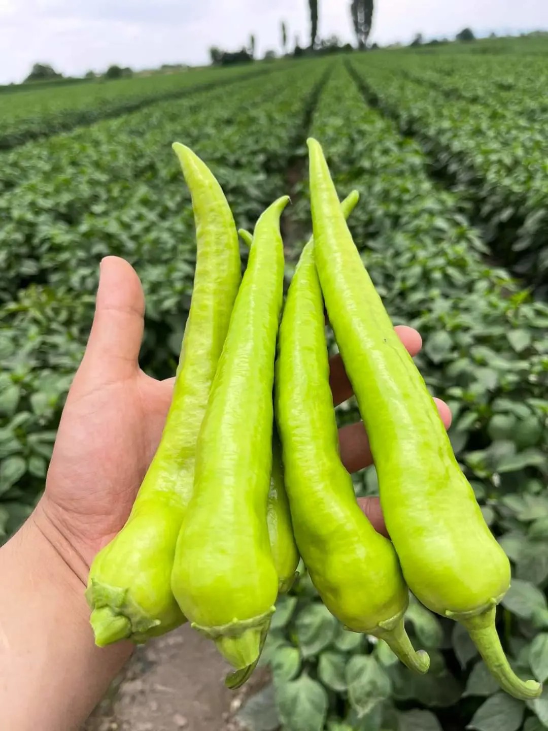 Paprikasorten
