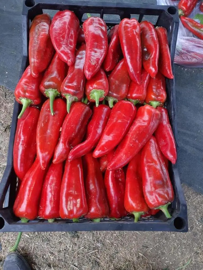 Paprikasorten